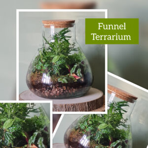 Funnel Terrarium