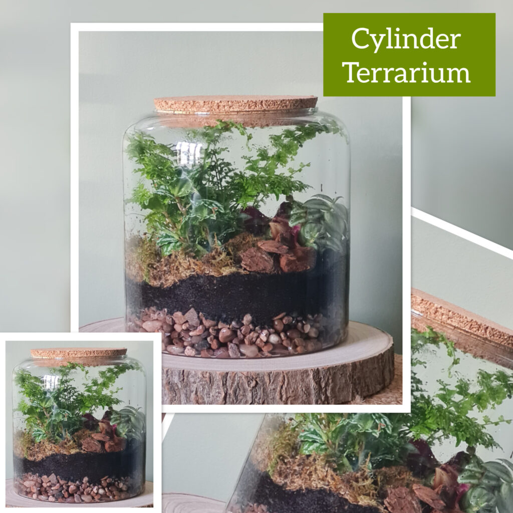Cylinder Terrarium